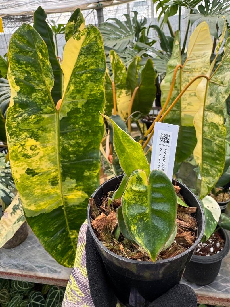 4フィロデンドロン ビレッティア 斑入り 組織培養苗 順化済